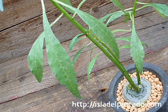 Dorstenia zanzibarica ドルステニア・ザンジバリカ