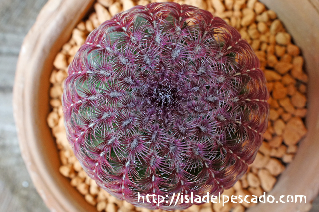 isla del pescado - Echinocereus rigidissimus var. rubrispinus-紫太陽