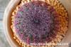 Echinocereus rigidissimus var. rubrispinus 紫太陽 image_5