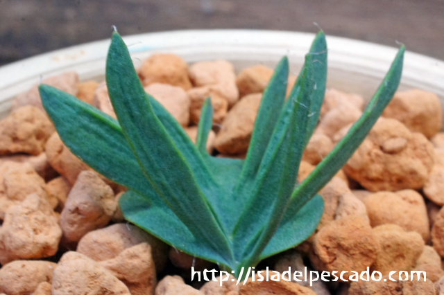 南アフリカ珍奇植物‼️エリオスペルマム アルキコルネ 超レア‼️ 南アフリカ珍奇植物‼️エリオスペルマム アルキコルネ 超レア‼️