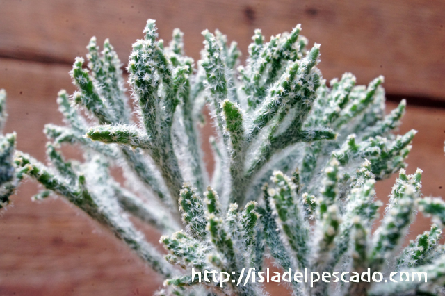 isla del pescado - Eriospermum dregei-エリオスペルマム・ドレゲイ