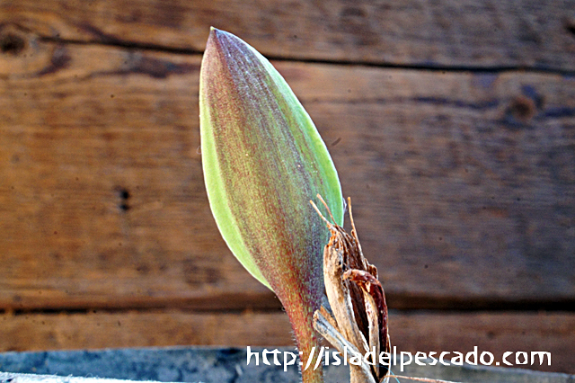 isla del pescado - Eriospermum lanceifolium-エリオスペルマム・ラン