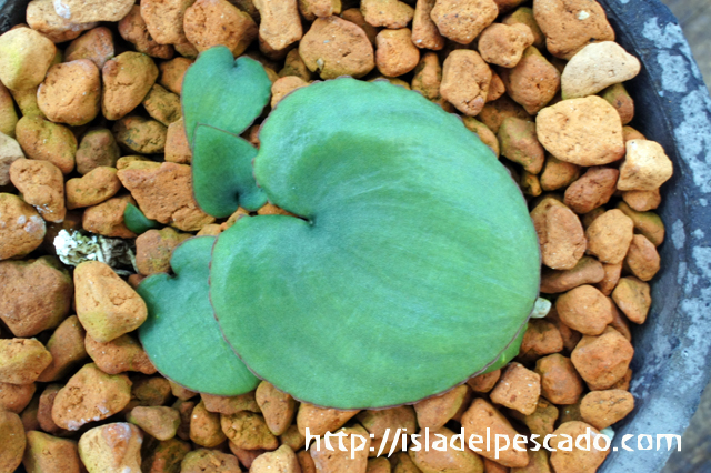 Eriospermum lanceifolium エリオスペルマム Ruchia (るちあ) hisatsugu furuichi | Eriospermum appendiculatum