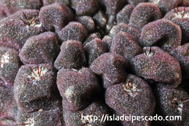 isla del pescado - Eriosyce esmeraldana-黒羅漢