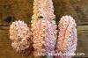 Euphorbia abdelkuri cv. 'Damask' ユーフォルビア・アブデルクリ　“ダマスク” image_3