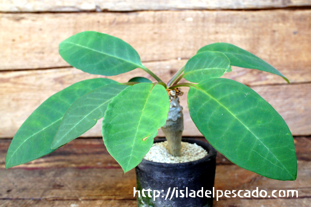 ユーフォルビア　アローディ ユーフォルビア アローディー Euphorbia alluaudii 20210815 | SPG