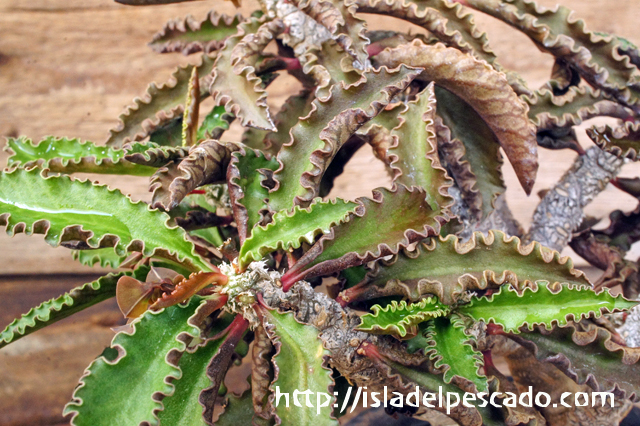 isla del pescado - Euphorbia ambovombensis-ユーフォルビア・アンボボンベンシス