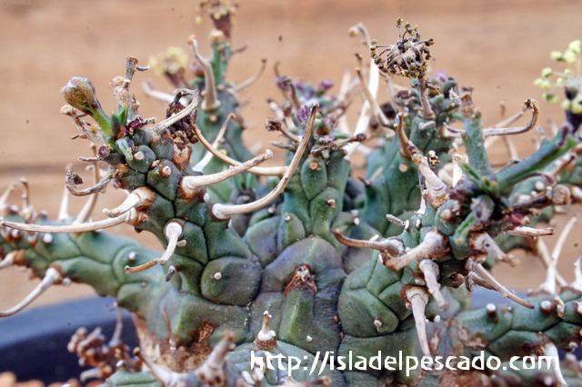 isla del pescado - Euphorbia astrophora-ユーフォルビア・アストロフォラ