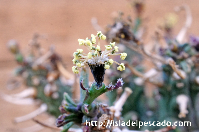 isla del pescado - Euphorbia astrophora-ユーフォルビア・アストロフォラ