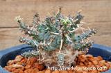 Euphorbia astrophora
