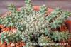 Euphorbia atroviridis ユーフォルビア・アトロビリディス image_3