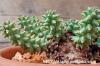 Euphorbia atroviridis ユーフォルビア・アトロビリディス image_4