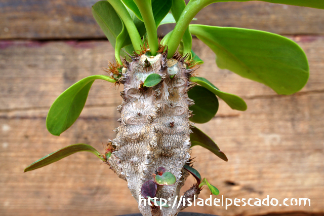 Euphorbia aureoviridiflora ユーフォルビア・アウレオビリディフローラ