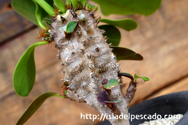 isla del pescado - Euphorbia aureoviridiflora-ユーフォルビア・アウレオビリディフローラ