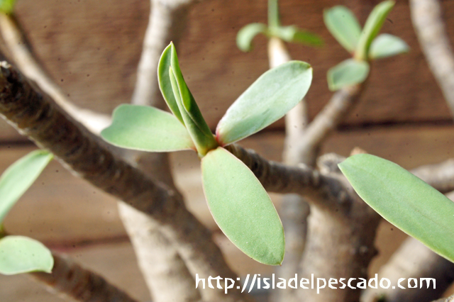 isla del pescado - Euphorbia balsamifera-ユーフォルビア・バルサミフェラ