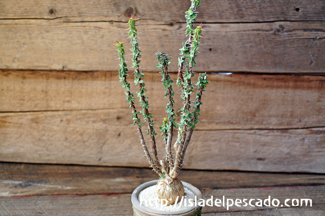 isla del pescado - Euphorbia beharensis-ユーフォルビア