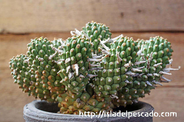 isla del pescado - Euphorbia braunsii-仏面キリン