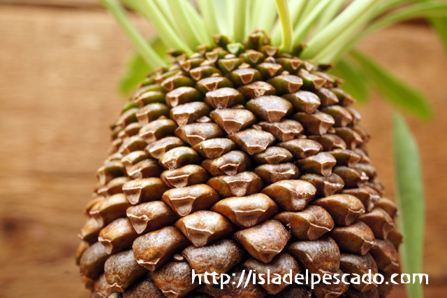 isla del pescado - Euphorbia bupleurifolia-鉄甲丸