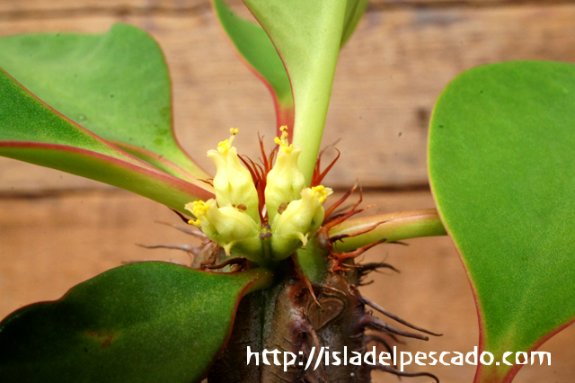 isla del pescado - Euphorbia capmanambatoensis-ユーフォルビア・カプマナムバトエンシス