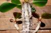 Euphorbia capmanambatoensis ユーフォルビア・カプマナムバトエンシス image_3