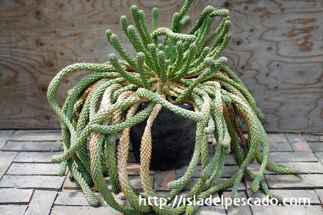 isla del pescado - Euphorbia caput-medusae-天荒竜