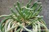 Euphorbia caput-medusae 天荒竜