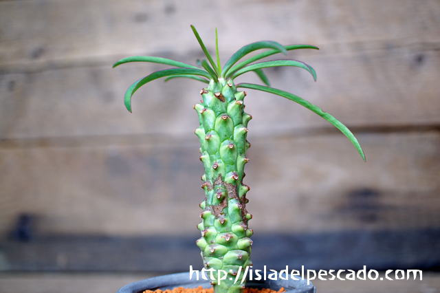 ユーフォルビア　クラビゲラ　長期管理株　開花株 ユーフォルビア クラビゲラ 長期管理株 開花株 【公式通販】