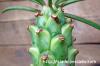 Euphorbia clava 式部 image_4