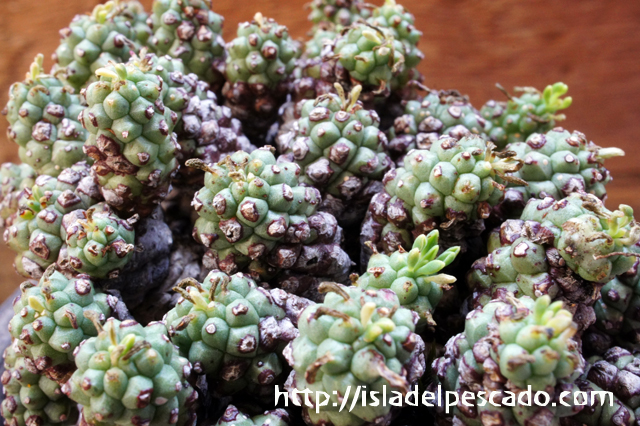 isla del pescado - Euphorbia clavarioides-飛頭蛮