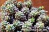 Euphorbia clavarioides 飛頭蛮 image_3