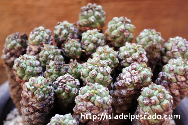 Euphorbia clavarioides var. truncata 神蛇丸