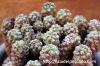 Euphorbia clavarioides var. truncata 神蛇丸