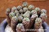 Euphorbia clavarioides var. truncata 神蛇丸 image_2