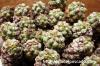 Euphorbia clavarioides var. truncata 神蛇丸 image_3