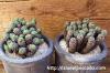 Euphorbia clavarioides var. truncata 神蛇丸 image_4