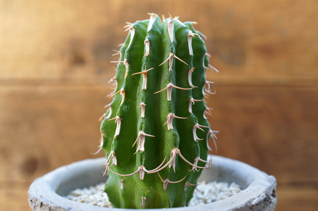 isla del pescado - Euphorbia columnaris-ユーフォルビア・コルムナリス