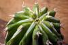 Euphorbia columnaris ユーフォルビア・コルムナリス image_4