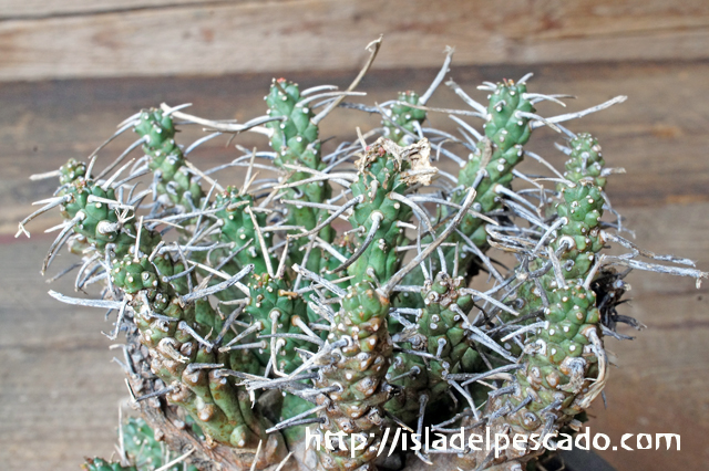 デセプタ ユーフォルビア Euphorbia decepta 木質化【検索 タコもの ガムケンシス スプレッサ アストロフォラ - 観葉植物