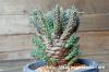 Euphorbia crassipes 倶梨伽羅玉 image_2