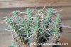 Euphorbia crassipes 倶梨伽羅玉 image_3