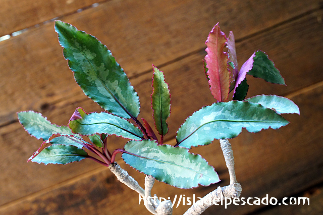 isla del pescado - Euphorbia cremersii-ユーフォルビア・クレメルシー