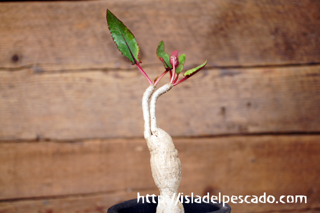isla del pescado - Euphorbia cremersii var. rakotozafyi