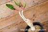 Euphorbia cremersii var. rakotozafyi ユーフォルビア・ラコトザフィー