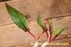 Euphorbia cremersii var. rakotozafyi ユーフォルビア・ラコトザフィー image_5
