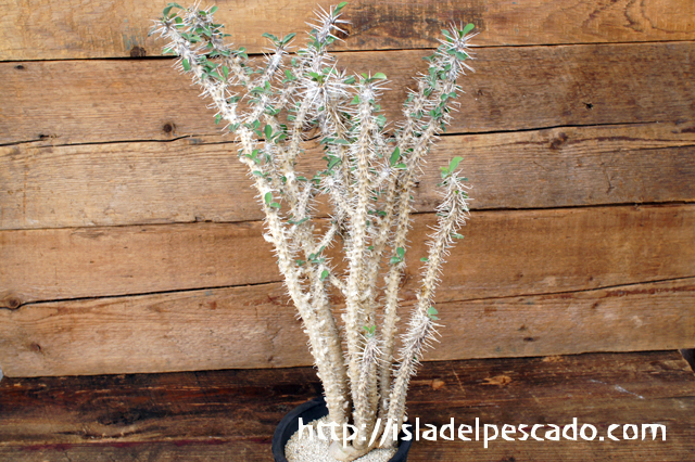 isla del pescado - Euphorbia croizatii-ユーフォルビア