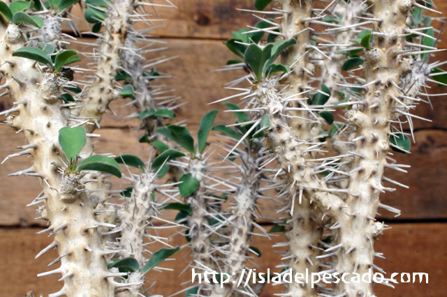 Euphorbia caloderma ユーフォルビア isla del pescado - Euphorbia schizacantha-ユーフォルビア
