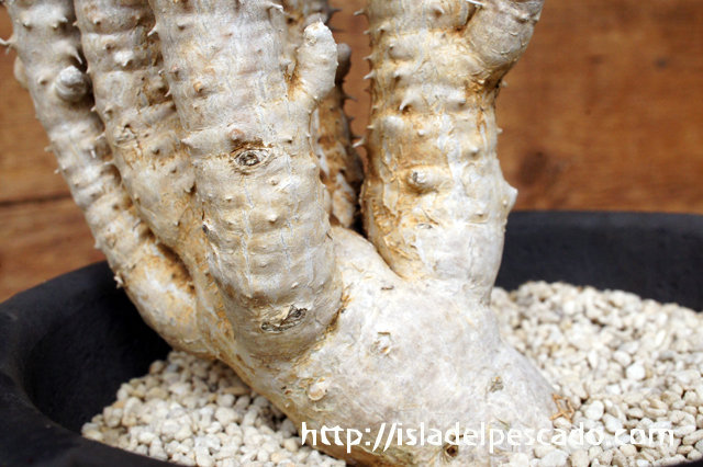 Euphorbia caloderma ユーフォルビア One plant a day. Euphorbia neriifolia f. varieg. crist