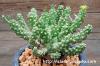 Euphorbia davyi 蛇鱗丸 image_1