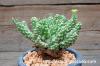 Euphorbia davyi 蛇鱗丸 image_2