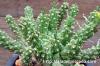 Euphorbia davyi 蛇鱗丸 image_3